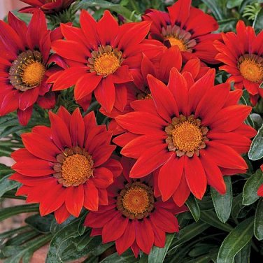 Red 20PCS Gazania Seeds