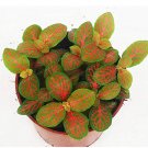 Fittonia Verschaffeltii Bonsai Mini Easy Balcony Fun Indoor Potted DIY Home 1...