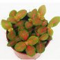 Fittonia Verschaffeltii Bonsai Mini Easy Balcony Fun Indoor Potted DIY Home 1...