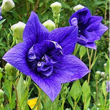 Blue Balloon Bonsai Platycodon Perennial for Home 100 PCS/ Grandiflorus Garde...