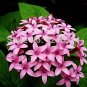 Pentas Lanceolata Bonsai Starry Purify Indoor Outdoor Air 50PCS Mixing
