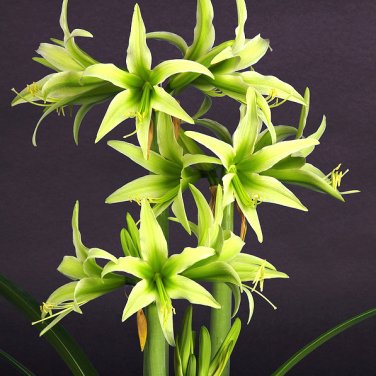 Hippeastrum Rutilum 100 Green Seeds