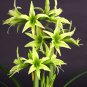 Hippeastrum Rutilum 100 Green Seeds