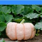 New Pink Pumpkin Vegetables Seeds