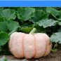 New Pink Pumpkin Vegetables Seeds
