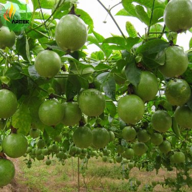 New Passiflora Edulis Passion Fruit 30 Professional Edible Tasty Juicy Seeds,...