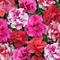 Bonanza Double Plicated Petunia Mixed Professional 200 very beautiful quality...