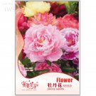 Red Peony Paeonia Suffruticosa The Of 8 perennial potted up your King Origina...