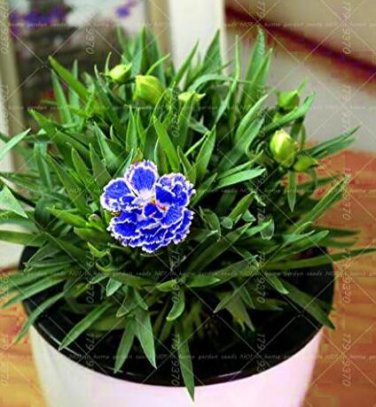 Carnation Perennial Blue Double with White Seeds, Edge