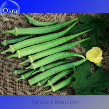 Heirloom Okra Clemsons Spineless Red Professional 100 / Ladies' Green gumbo V...