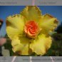 1 Professional 2 / Rosy Adenium Obesum Lucky Yellow Desert Rose Pack, seeds p...