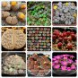 KK's Mixed 9 Types of Lithops Indoor Bonsai Germany Seeds