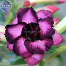 'Zi Adenium Desert Rose, 2 Professional purple petals with black Shengnv' See...