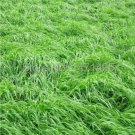 Square Chicken Duck Fish Ryegrass Seed Goose Graziers Grass