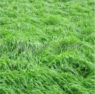 Square Chicken Duck Fish Ryegrass Seed Goose Graziers Grass