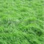 Square Chicken Duck Fish Ryegrass Seed Goose Graziers Grass