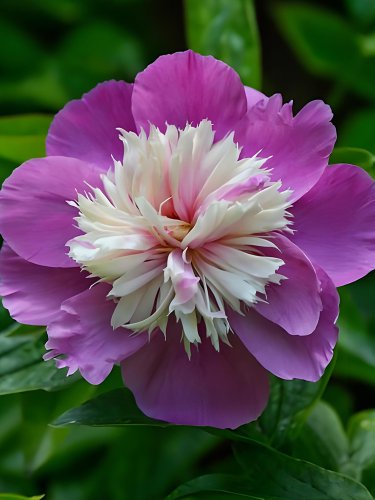 Purple Peony - Double Blooms with Creamy White and Pink Fluffy Fragrant Gezhe...
