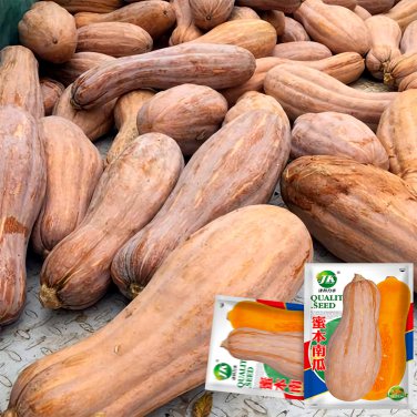 Chinese Miben Pumpkin Seeds