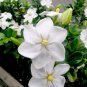 10 Wild Shrub Or Small Gardenia Thunbergia Seeds, Fragrant Gardenia, Seedss