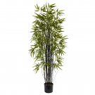 Black Lucky Bamboo Bonsai Bambusa Ventricosa 50PCS Seeds Garden