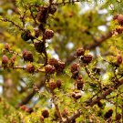 Larch 'Short Noodles' Series, Heirloom Larix, Tree, Yellowish Needle-like See...