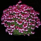 'Colorful Butterfly' Blackish Red White Geranium Seeds