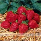 Elan F1 Strawberry 1 Professional 100 / Red Bi-conical Shaped Fruit Seeds, Pa...