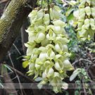 Limited Mucuna 100% True White Colors Florida Velvet Bean Vine Professional 5...