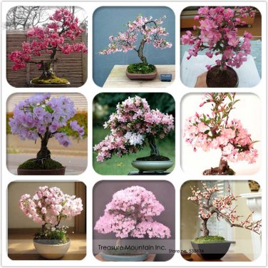 Quality Cheap Oriental Cherry Sakura Bonsai High Seeds