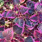 Exotic 'Cai Series Coleus - Black with Pink Serrated Hong' Seeds Foliage Edges