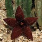 Stapelia Pulchella Bonsai Lithops Mix Succulents Raw Stone Cactus Rare for Ho...