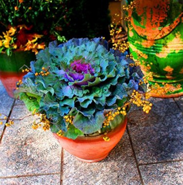Real New Bonsai,Very Easy Flores,Crown Kale Garden Organic Vegetable