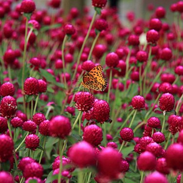 Qis Red 30PCS Gomphrena Seeds Globe