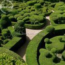 Ornamental Boxwood Shrub Tree, beautiful improve the environment Evergreen Green