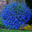Lobelia Blue Bonsai 200 Professional perennial lobelias Hanging Seed...