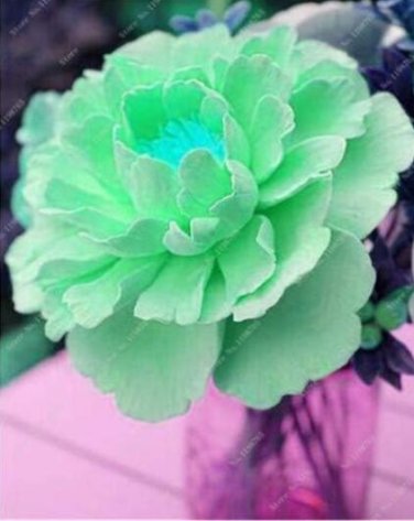 Peony Seeds, Light Green