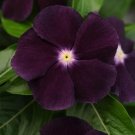 'Blackberry' Vinca Rosea | Black Rose Periwinkle for Elegant Garden