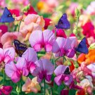 Sweet Pea Mix - Rare Lathyrus odoratus in Pink, Red, and Seeds Orange, Light ...