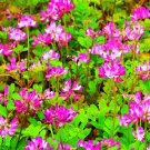 Bellfarm® Chinese Milk Vetch Seeds