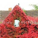 200 Creepers Boston Ivy Bonsai Leaf Wall Floral Vine lvy Pcs Green Grass