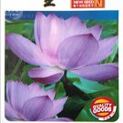 Purple Lotus 1 Approx 5 / Beautiful Nelumbo Nucifera Seeds, Original Pack, Se...