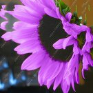 40+ Purple with Black Centre Ornamental Big Seeds