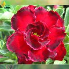 'Rosemarie' Dark Red Desert Rose Adenium Obesum Professional 2 / double with ...