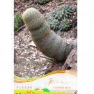 Sexy Cactus Indoor Outdoor Seeds Planting