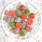 Mixed 10 Types of Lithops Succulent professional red bi-color Seeds,...