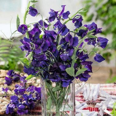 Rare Deep Purple Sweet Pea - Lathyrus Seeds