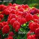 50 Bonsai Paniculata 'Vanilla Colors, Outdoor for Pcs Hydrangea Fraise',Hydra...