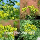 Rue Lithuanian can Drive Flies, Vanilla Courtyard Balcony Potted 10pcs/lot Ga...