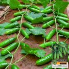 Compact and Tasty: No-Stake Mini Cucumber None