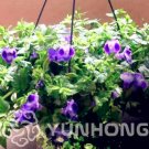 100 Torenia Fournieri Bonsai DIY Potted Indoor/Outdoor Pot Rate of 95% Pcs Am...